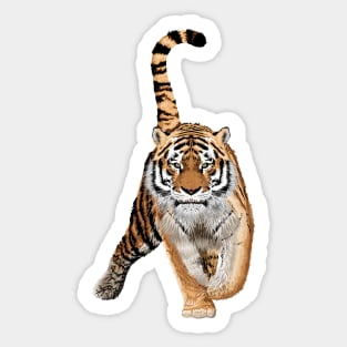 Sketch of walks bengal tiger.Animal print.Wildlife. Sticker